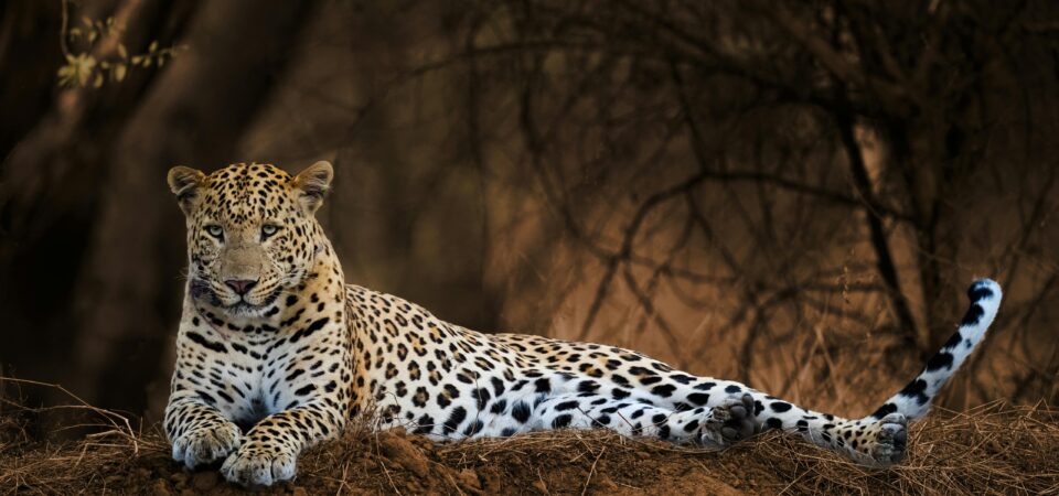 pexels-usarora-18947948